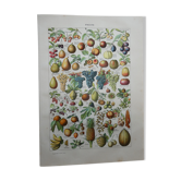 Lithographie gravure sur les fruits de 1905