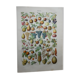 Lithographie gravure sur les fruits de 1905