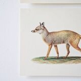 Bestiary plates from the Natural History Museum The fox