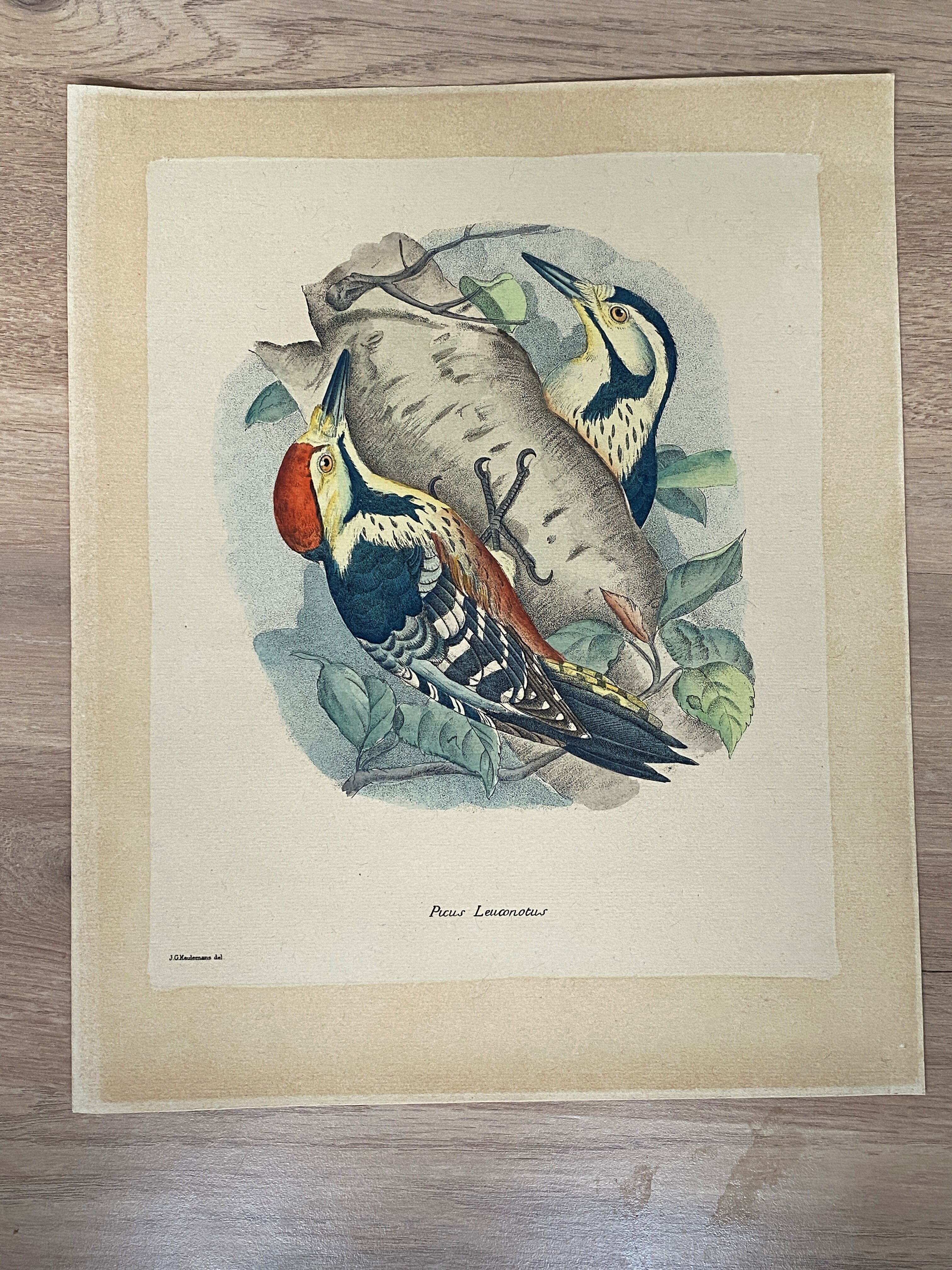Ornithological plate J.G. Keulemans "Picus Leuconotus"