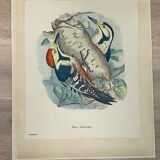 Ornithological plate J.G. Keulemans "Picus Leuconotus"