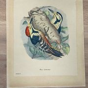 Planche Ornithologique J.G. Keulemans "Picus Leuconotus"