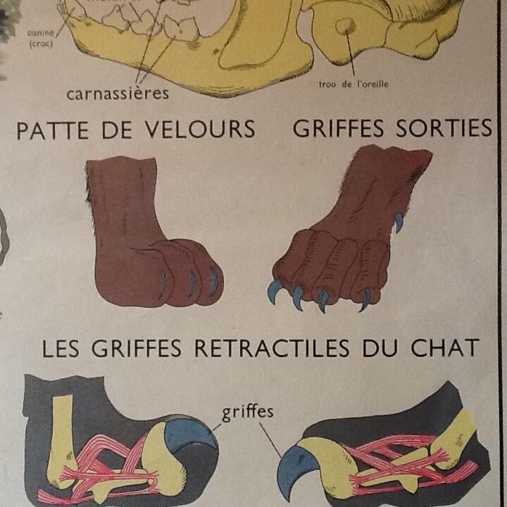 Poster teaching years 60 the monkey / cat