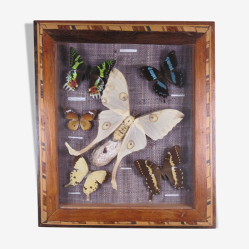 Composition Papillons Madagascar Argema Comete entomologie cabinet curiosité XXe
