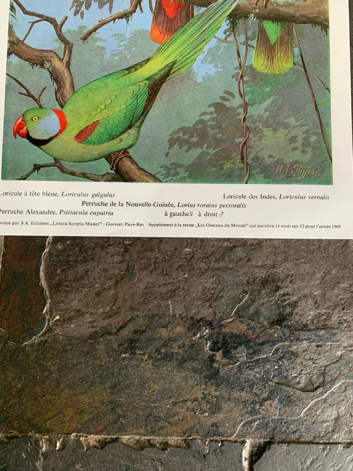 Affichette "Les Oiseaux du Monde" - 1969