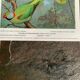 Affichette "Les Oiseaux du Monde" - 1969