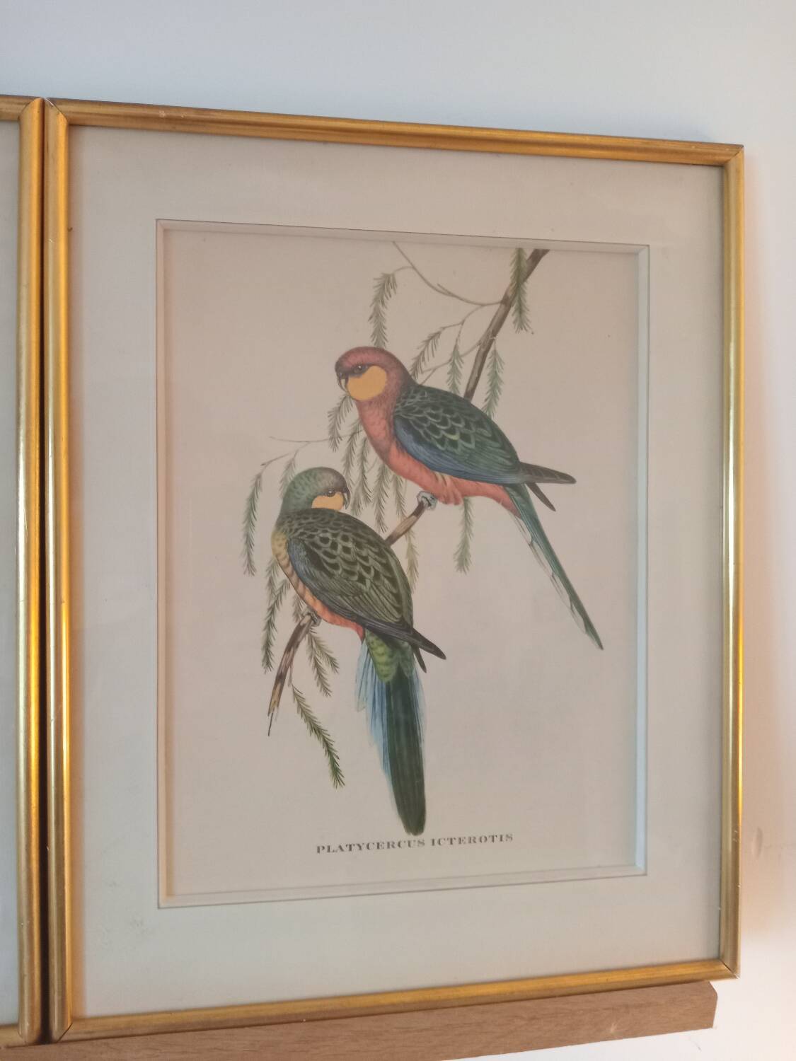 old lithographs - Exotic birds after John Gould