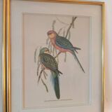 lithographies anciennes - Oiseaux exotiques d’après John Gould