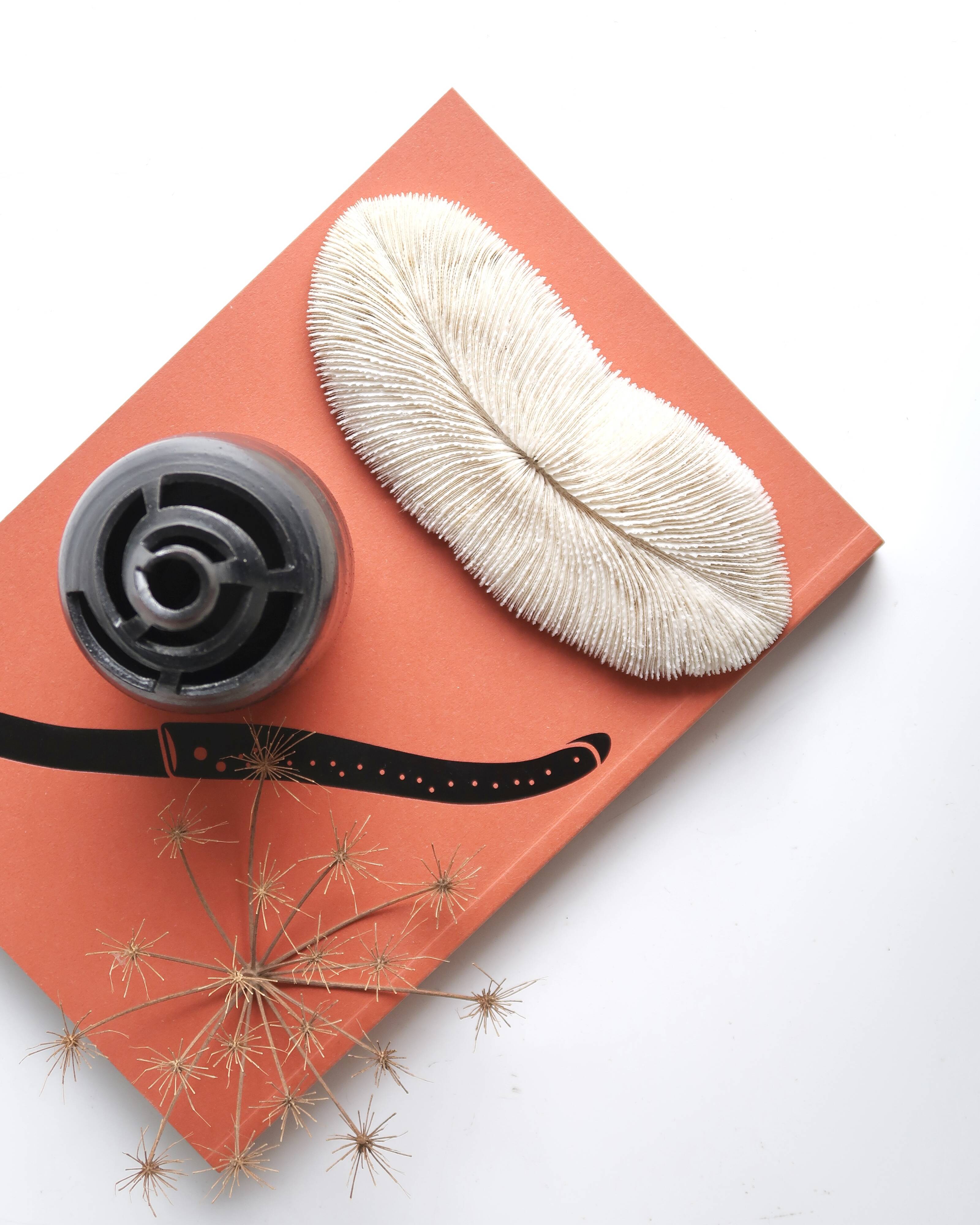 White coral, cabinet of curiosities, 70s