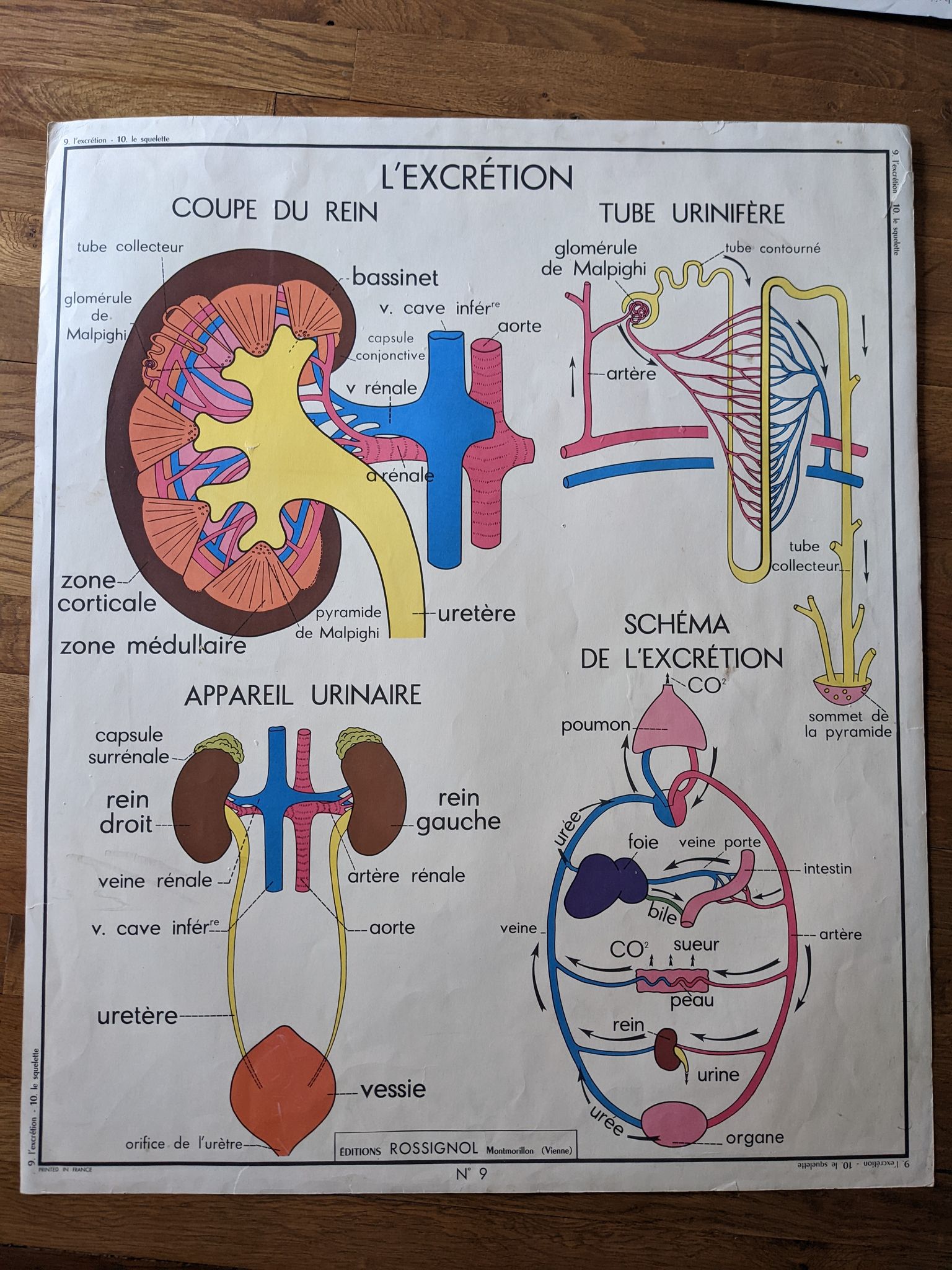 Old vintage school poster 60 50 Rossignol mdi skeleton medicine anatomy