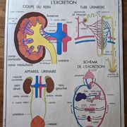 Old vintage school poster 60 50 Rossignol mdi skeleton medicine anatomy