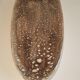 Flat Sea ecume years 50/60 61 cm in length