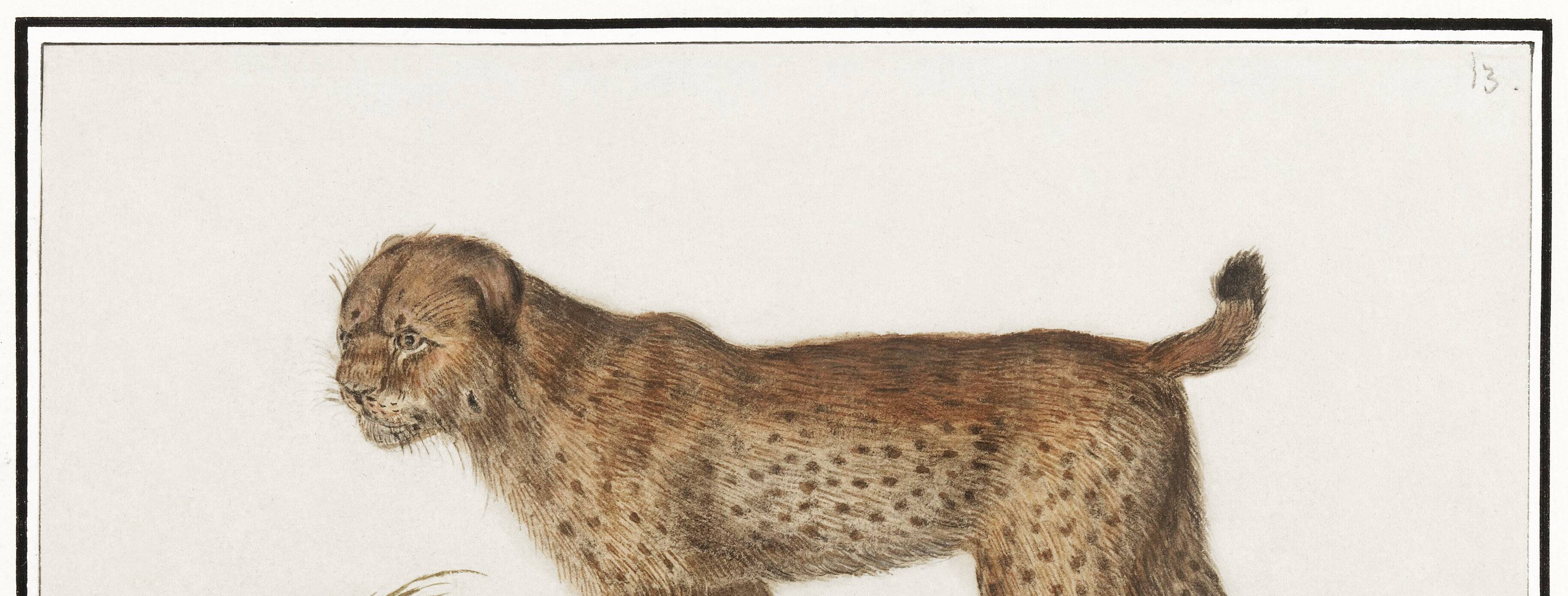 Small poster about the tiger, after an old engraving from 1610.