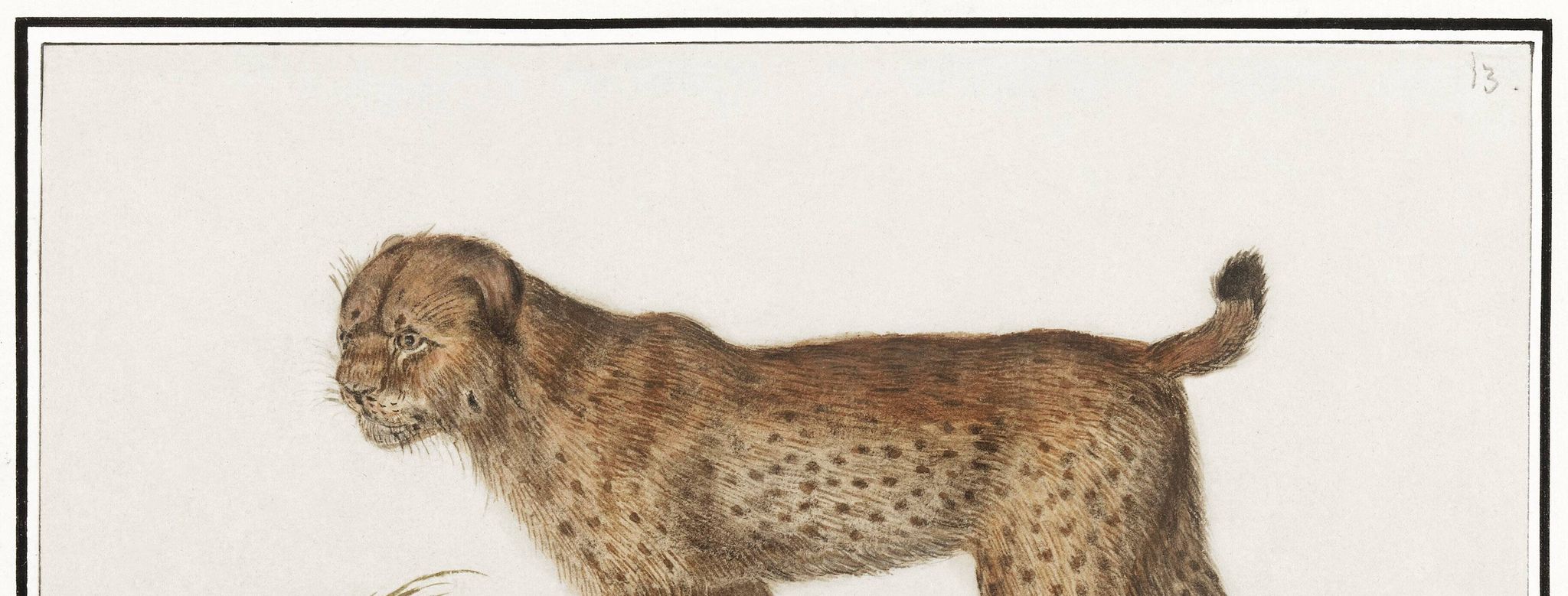 Affiche sur le tigre, d’après une gravure ancienne de 1610