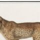 Small poster about the tiger, after an old engraving from 1610.