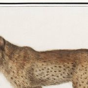 Affiche sur le tigre, d’après une gravure ancienne de 1610