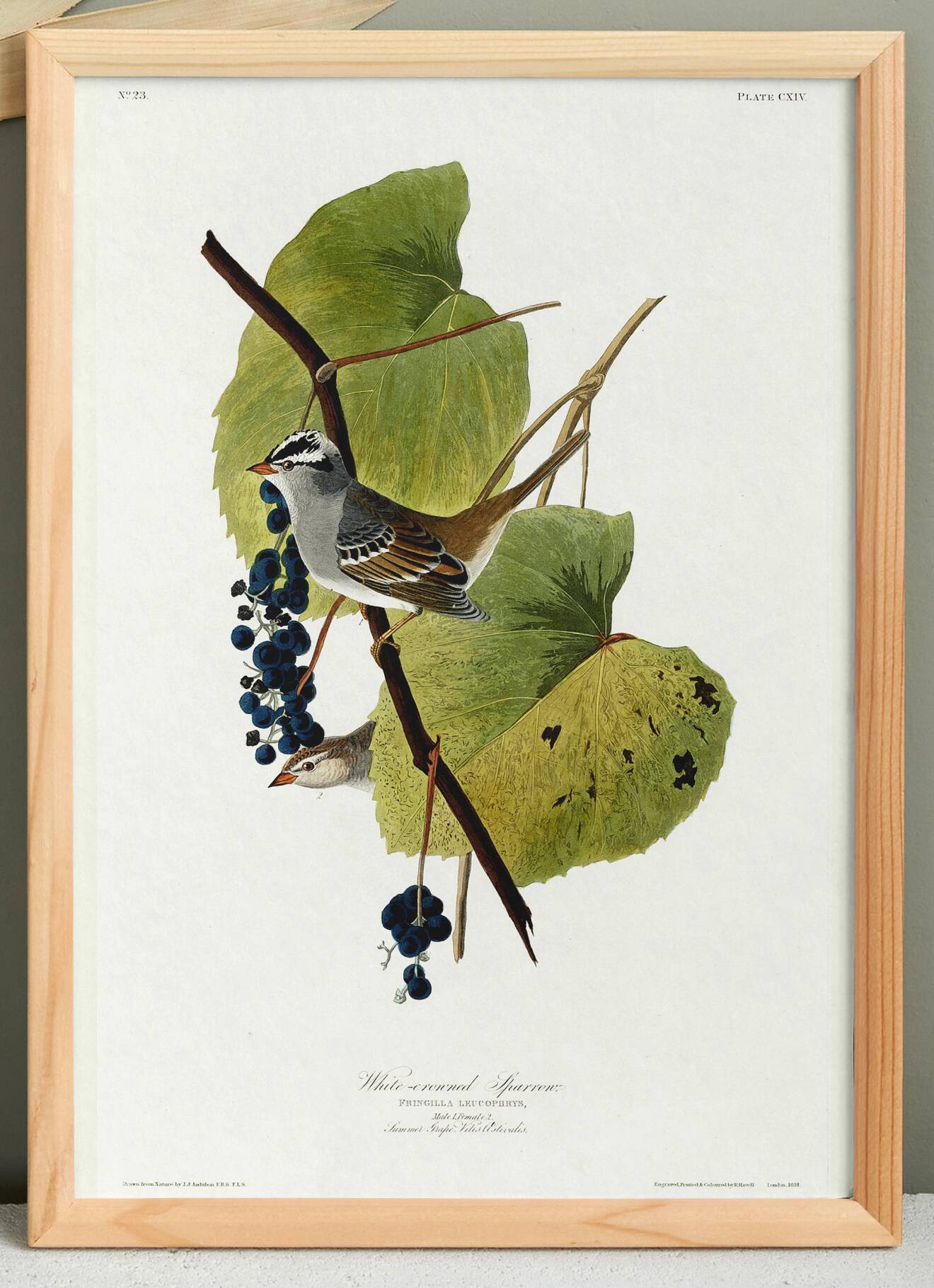 Affiche sur le Bruant à couronne blanche, d’après une gravure ancienne