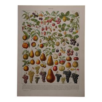 Original lithograph on fruits