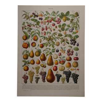 Original lithograph on fruits