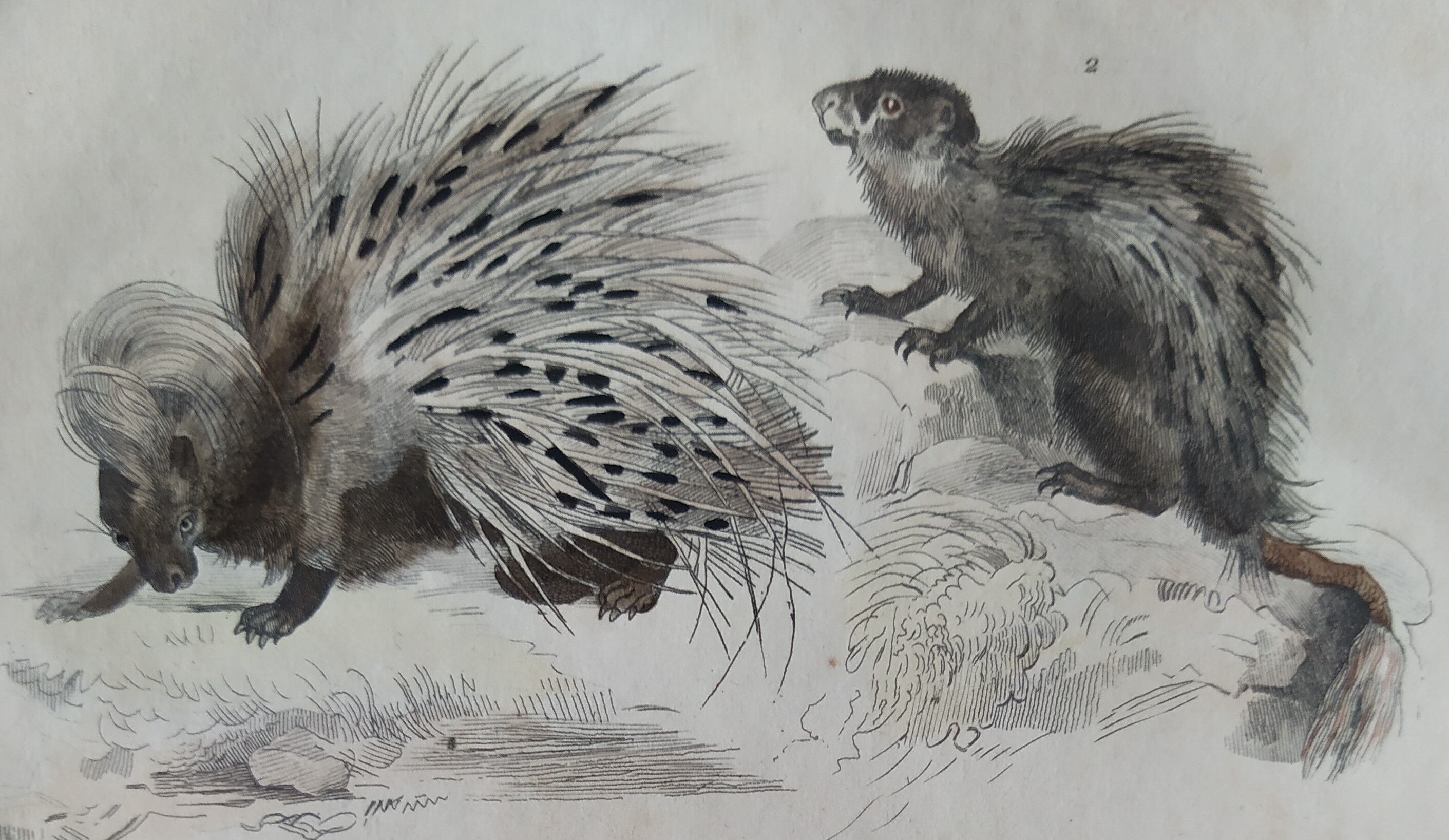 Original zoological plate "porcupine, Malaca porcupine, coendou,... - Buffon 1838