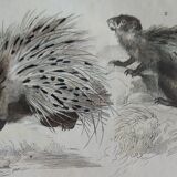 Original zoological plate " porcupine, porcupine of malaca, coendou,... - buffon 1838