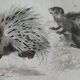 Original zoological plate "porcupine, Malaca porcupine, coendou,... - Buffon 1838
