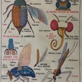 Pedagogical poster