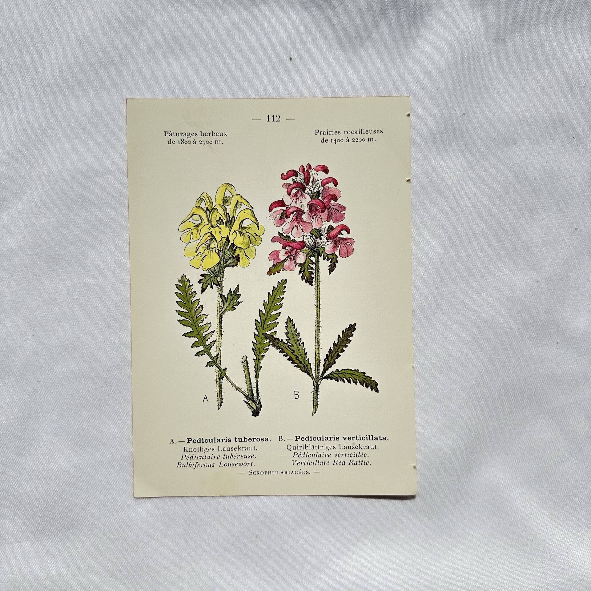 Antique botanical plate hand-coloured – 19th-century decoration