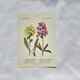 Antique botanical plate hand-coloured – 19th-century decoration