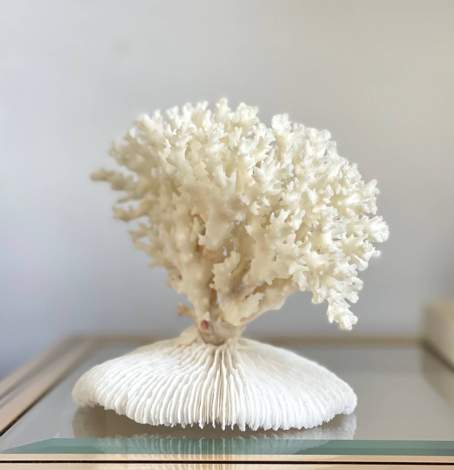 White coral on a natural base