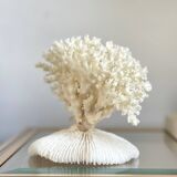 White coral on a natural base