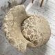 Fauteuil napoléon fleuri XIXème