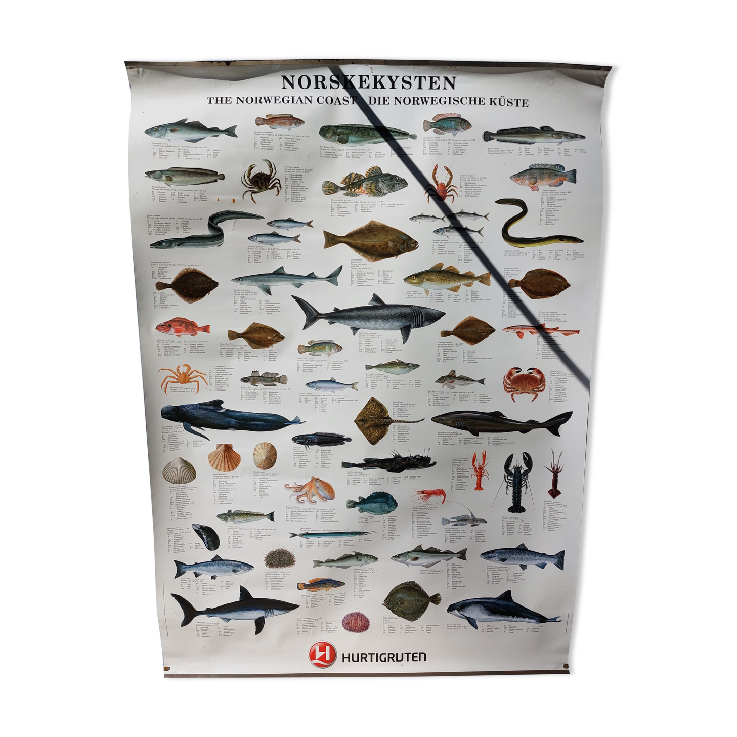 Fish poster