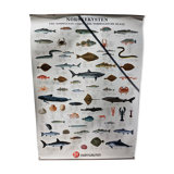 Fish poster