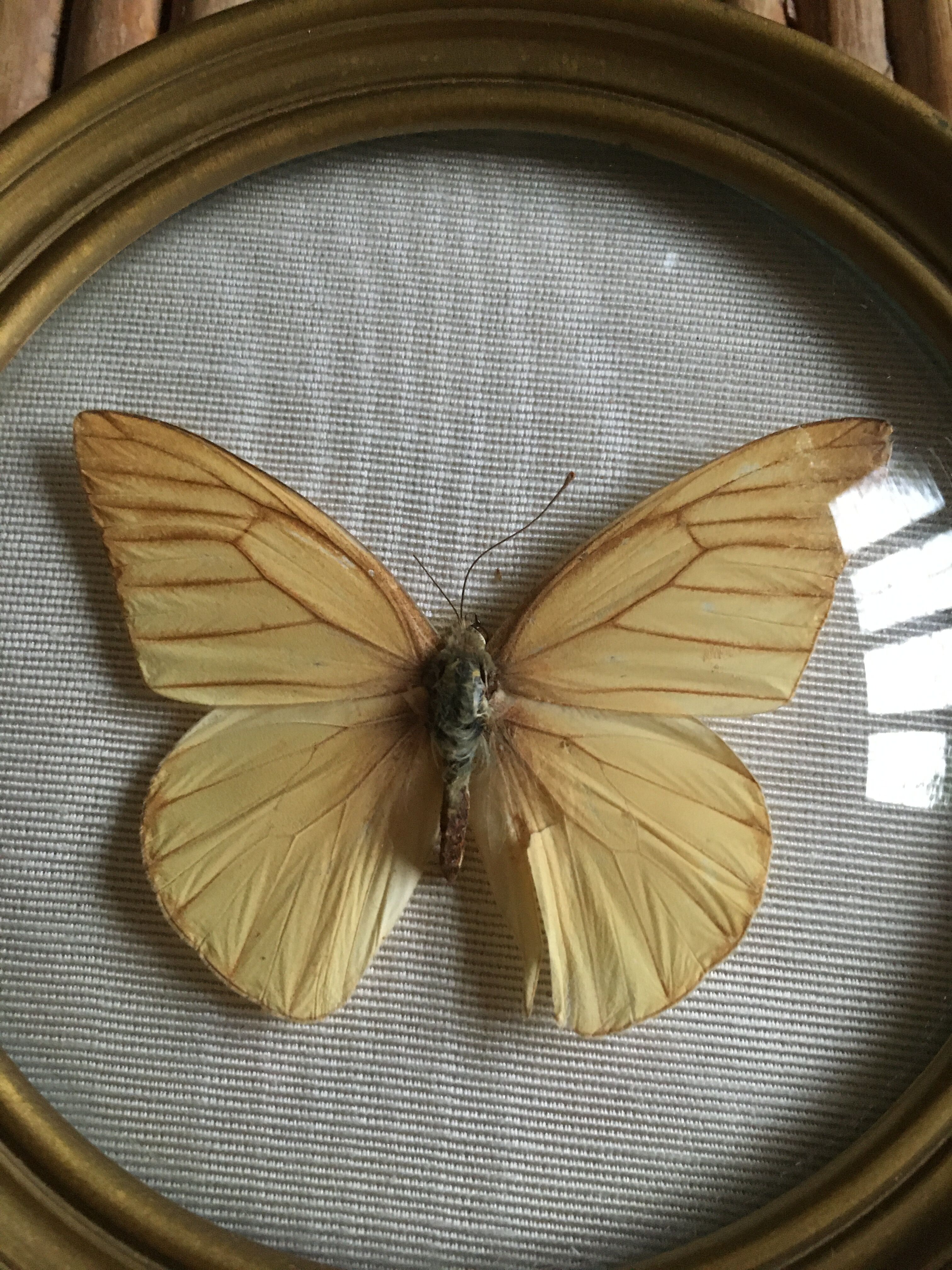 Butterfly frame