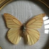 Butterfly frame