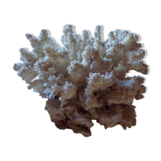 White coral branch
