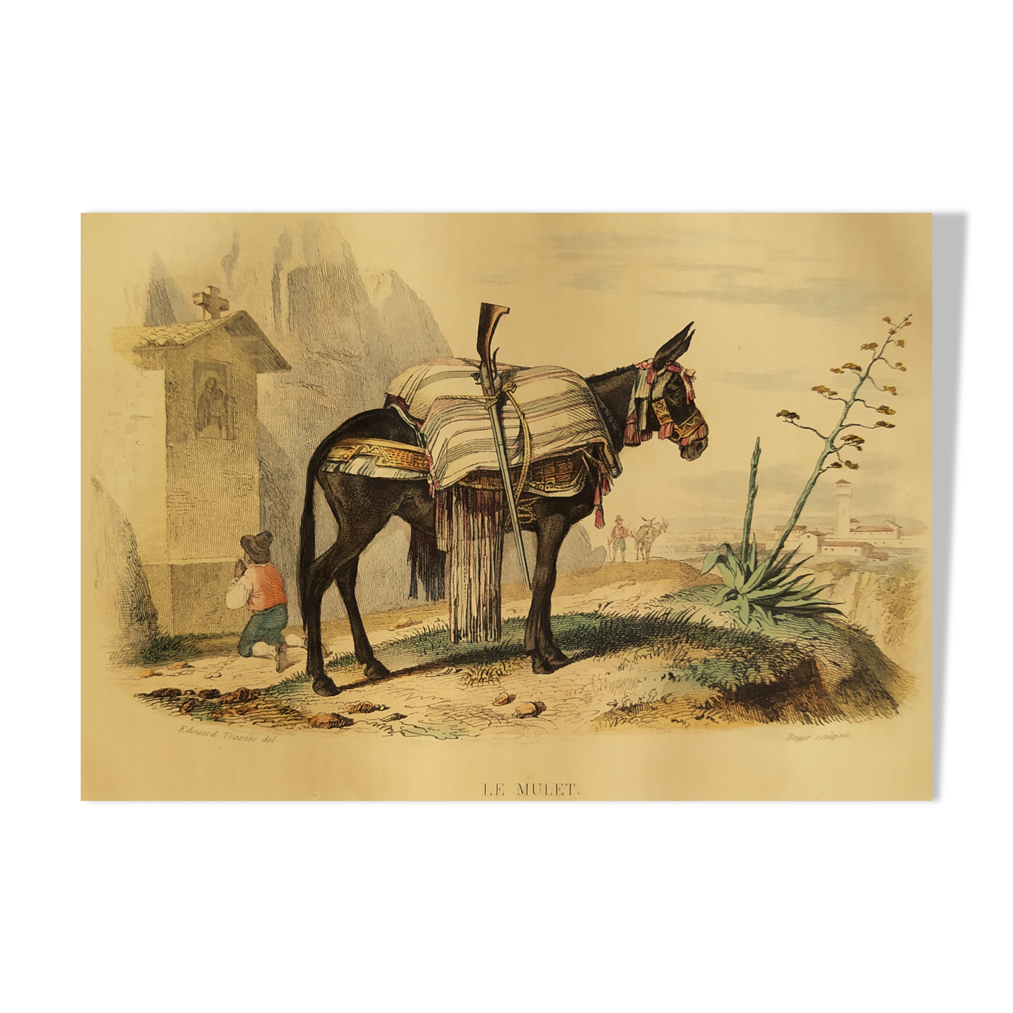 Original zoological plank "the Mulet" Buffon 1840