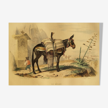 Planche zoologique originale " le Mulet " Buffon 1840