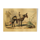Original zoological plank "the Mulet" Buffon 1840