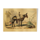 Original zoological plank "the Mulet" Buffon 1840