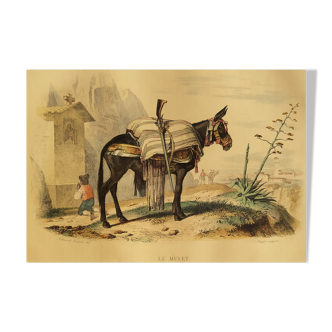 Planche zoologique originale " le Mulet " Buffon 1840