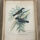 Bird lithographs