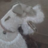 Tableau pastel chien fox terrier
