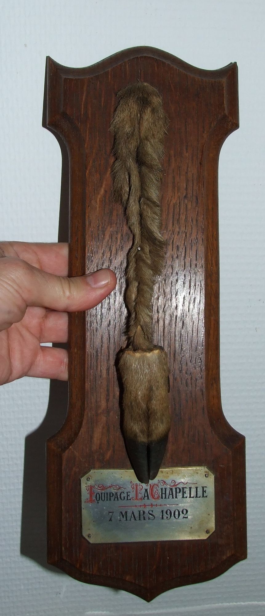 PIED D'HONNEUR 1902 - 1903 Taxidermy Running Hunting Crew