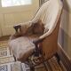Toad chair