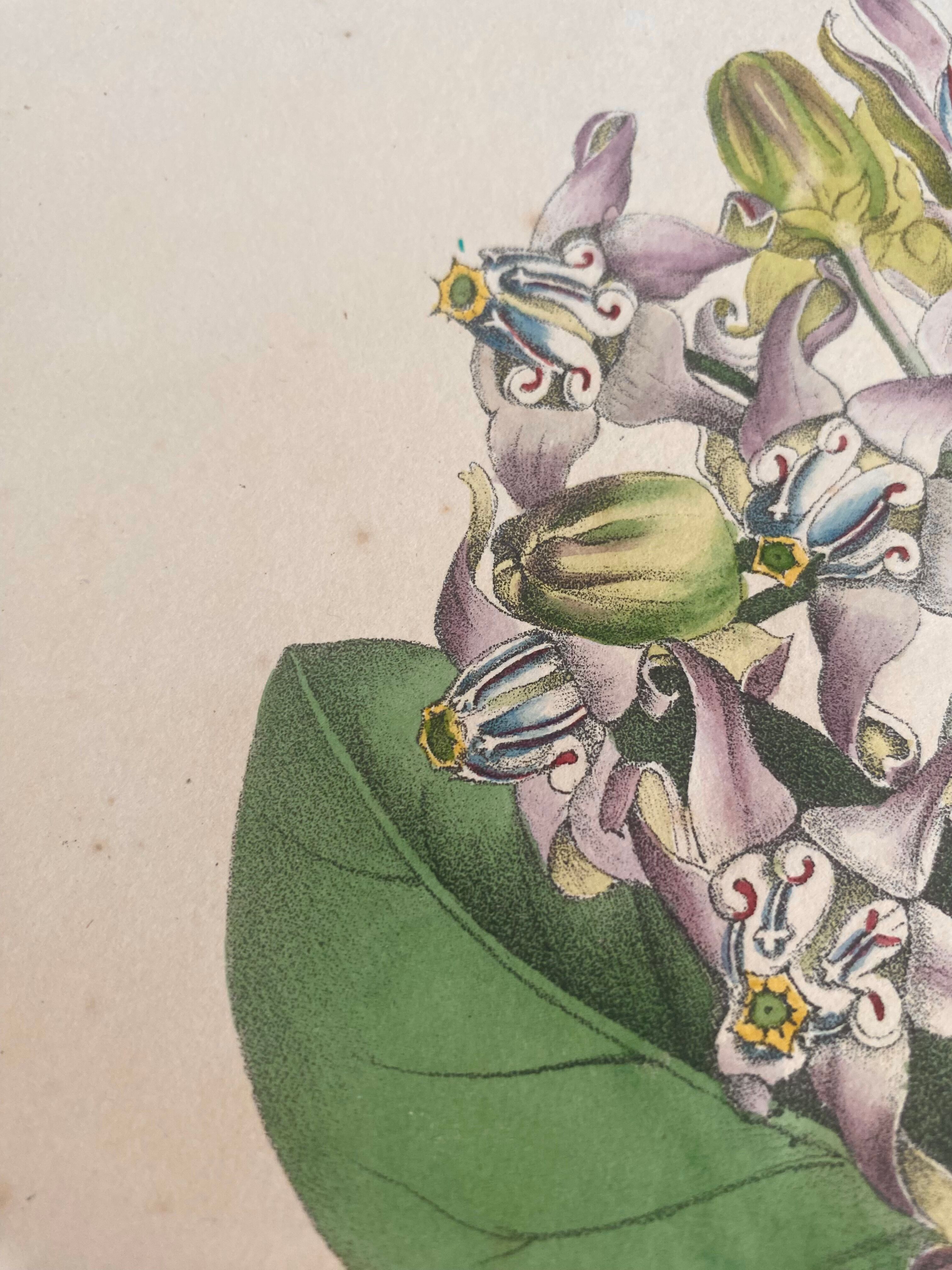 Botanical board, glazed wood frame