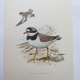 Old vintage bird board from the 60s - Great Ringed Plover - Ornithological illustration