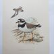 Old vintage bird board from the 60s - Great Ringed Plover - Ornithological illustration