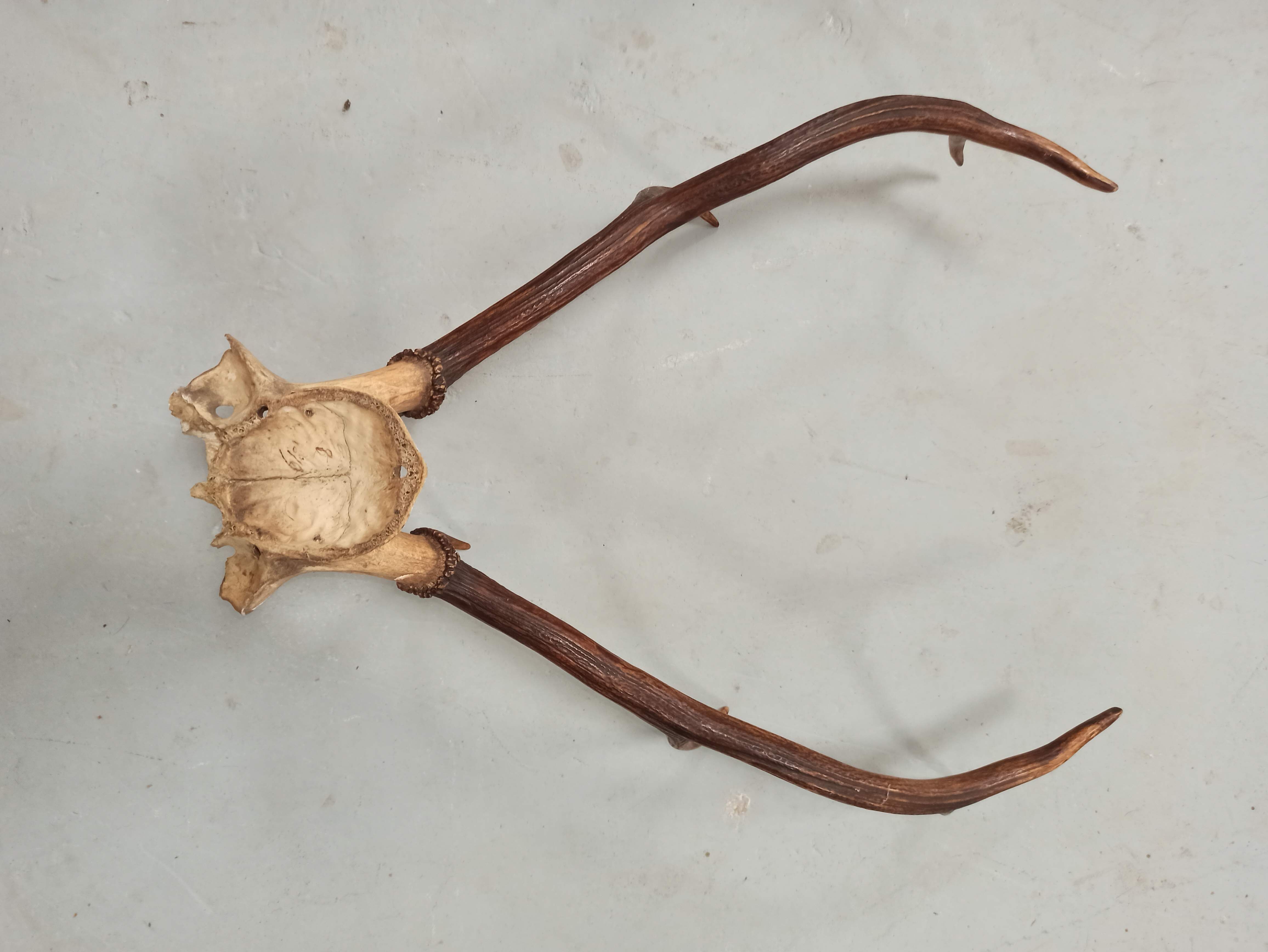 Trophée de chasse corne Cerf crâne